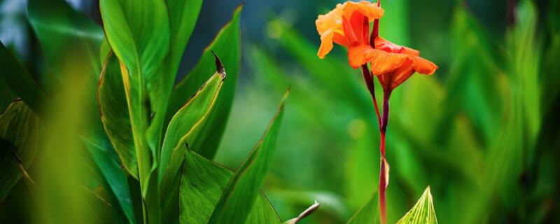 盆栽美人蕉怎样过冬（美人蕉怎样过冬天）