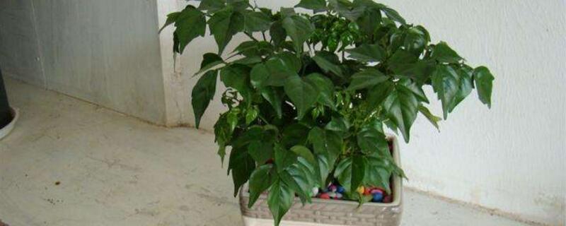 幸福树的养殖方法 幸福树的养殖方法剪枝