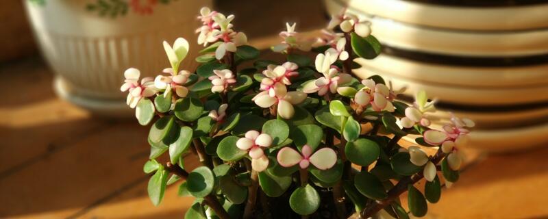 金枝玉叶扦插多久生根（金枝玉叶能扦插吗?什么时候扦插?）