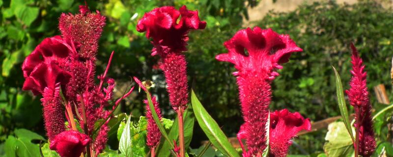 鸡冠花盆栽种植方法 鸡冠花怎么种植盆栽