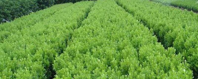 海桐苗的培育方法 海桐苗怎样种植