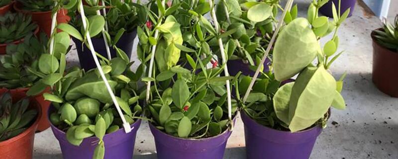 青蛙藤怎么养(青蛙怎样养)