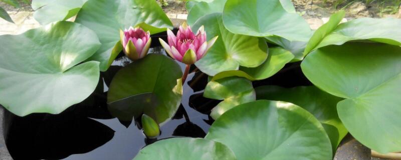 睡莲用什么盆养（睡莲用什么盆养好）