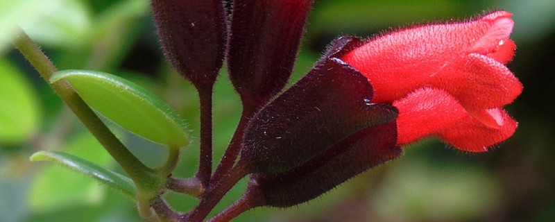 口红花可以扦插吗（口红吊兰可以扦插繁殖吗）