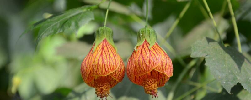 金铃花养殖方法 怎样养金铃子