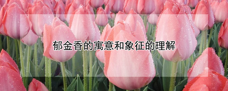 郁金香的寓意和象征的理解 郁金香的象征是什么