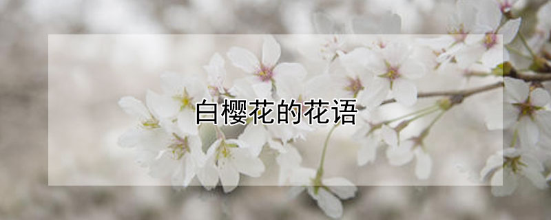 白樱花的花语（樱花白桃花语）