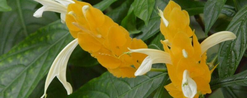 金苞花的养殖方法 金苞花多大的花盆合适