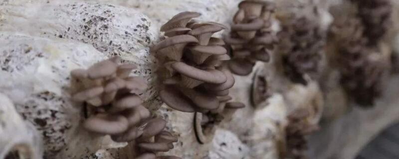 平菇种植技术 平菇种植技术视频教程