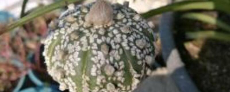 兜锦苗怎么养（兜锦播种及养护）