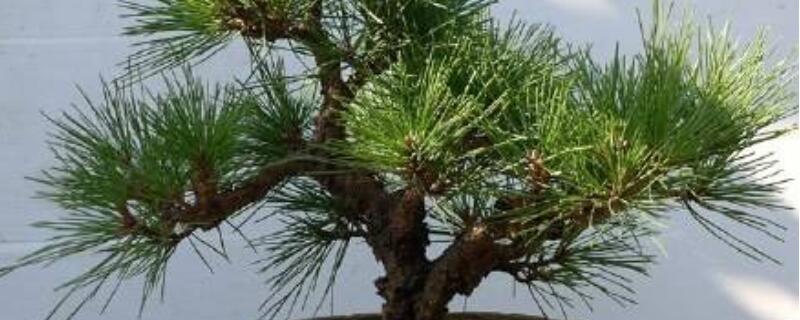 锦松用什么土（雪松锦盆栽）