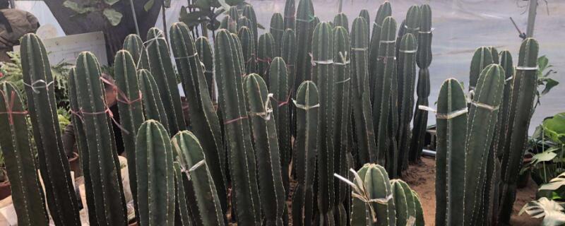 天轮柱怎么养 天轮柱几年开花