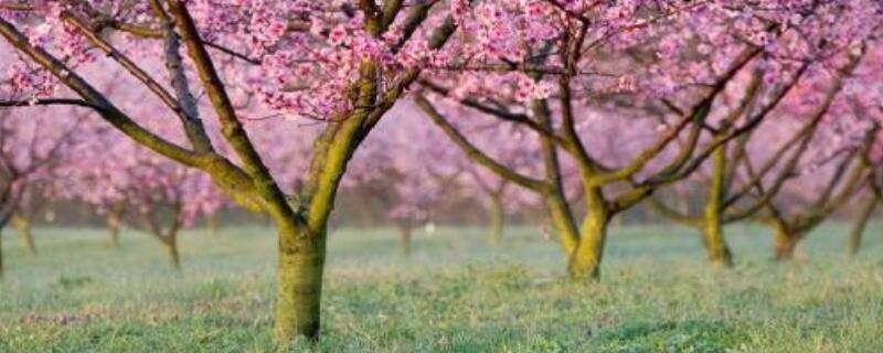 家里种了桃树怎么移除（桃树怎么处理）