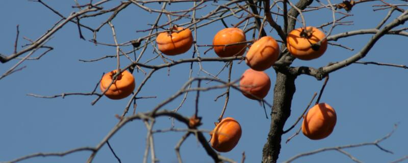 移栽的柿子树几月发芽 移栽的柿子树什么时候发芽