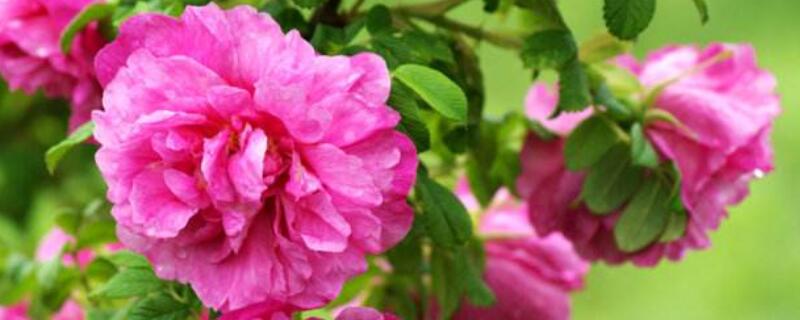 平阴玫瑰的施肥方法（平阴玫瑰栽培技术）