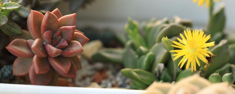 多肉突然掉健康的叶子（多肉突然叶子全掉了）