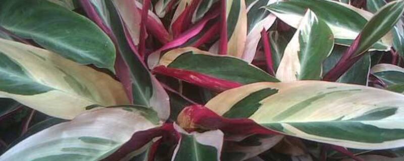 彩虹竹芋水养方法 彩虹竹芋可以水培么