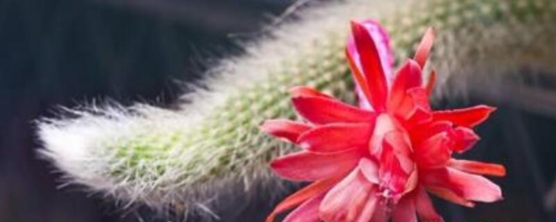 猴尾柱怎么养长得快(猴尾柱越养越细什么原因)