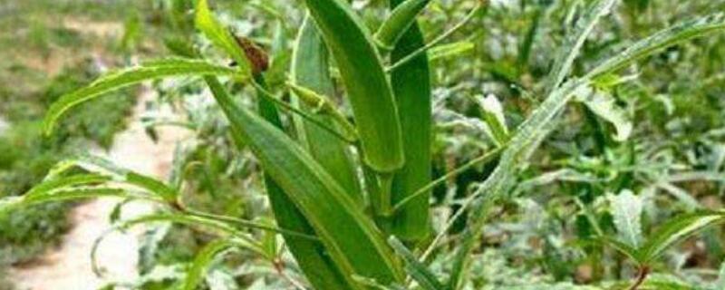 秋葵需要打岔吗 秋葵需要打岔吗?