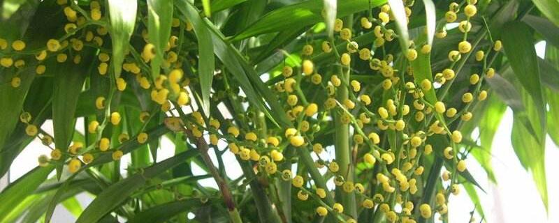 富贵叶怎么养 富贵叶怎么养用什土