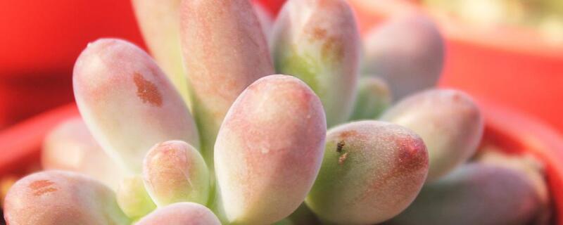 新手养肉肉的注意事项（新手养肉的五个窍门）