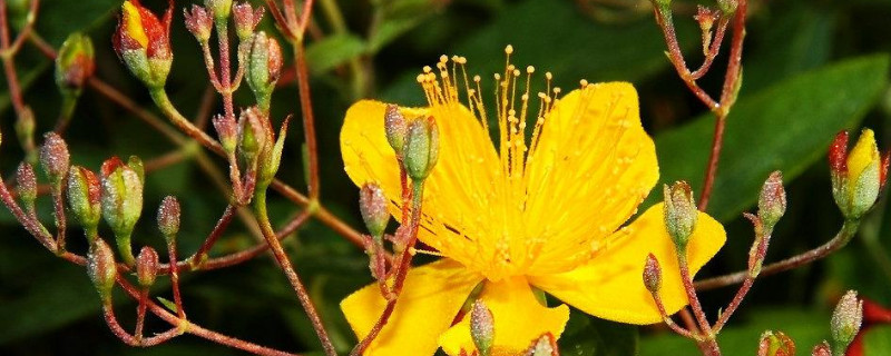 浆果金丝桃怎么养（浆果金丝桃的种植方法）