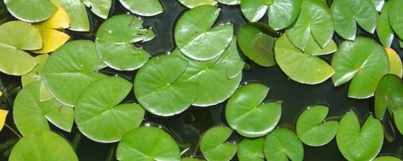 睡莲叶子发黄（睡莲叶子发黄发黑是什么原因）