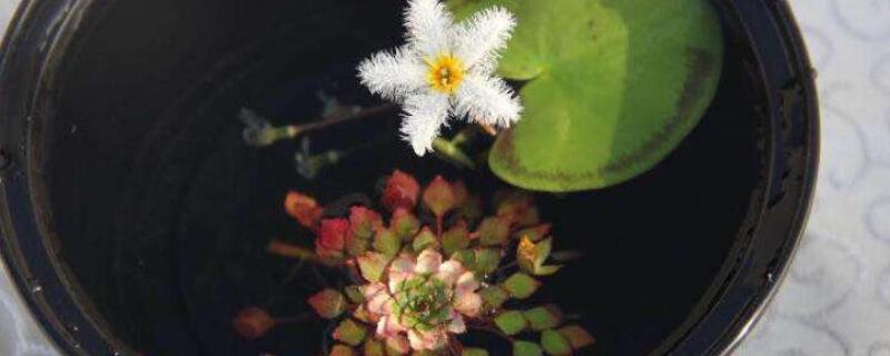 一叶莲水培用啥肥料 一叶莲施什么肥好