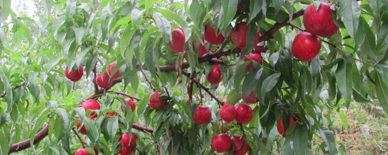 果树花期防冻的最佳方法 果树花期如何防冰冻