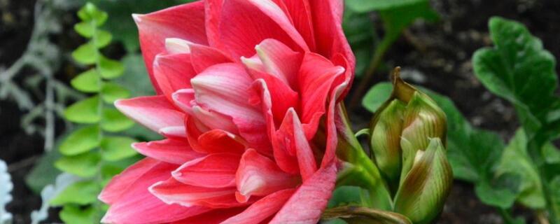 朱顶红花语 朱顶红花语象征与寓意