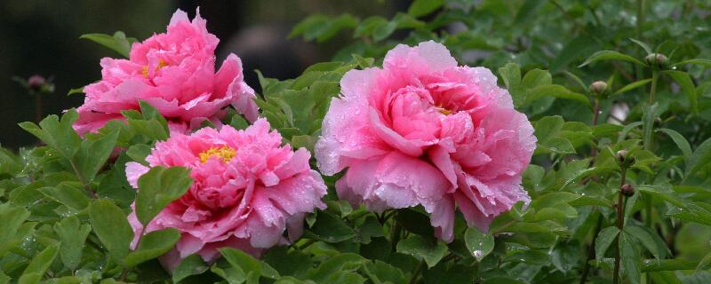 牡丹叶子枯了怎么办（牡丹叶子蔫了怎么补救）