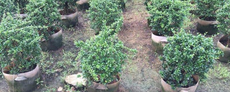 基及树盆景怎么养 树桩盆景怎么养