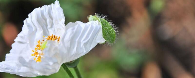 白色虞美人花语（白色虞美人花语是什么）