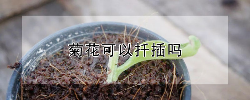 菊花可以扦插吗 带花的菊花能扦插吗