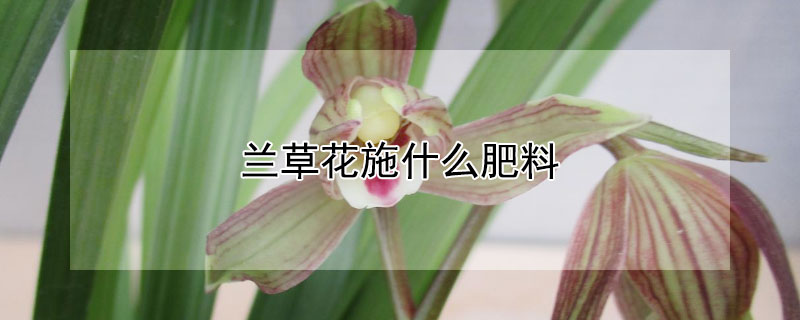 兰草花施什么肥料（兰草施肥用什么肥料）