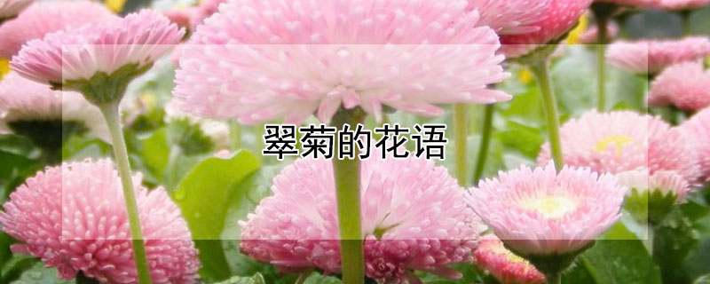 翠菊的花语（翠菊的花语是什么?）