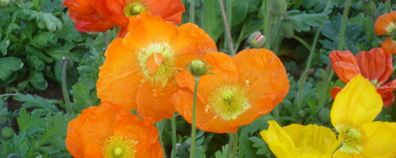 虞美人花寓意 虞美人花的花语是什么寓意是什么