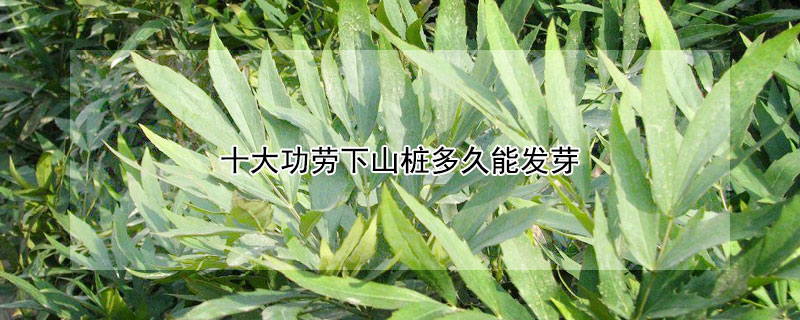 十大功劳下山桩多久能发芽（下山桩怎样栽发芽最快）