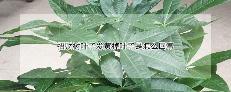 招财树叶子发黄掉叶子是怎么回事（招财树老是叶子黄掉叶子）