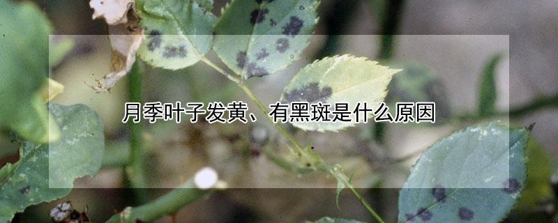月季叶子发黄、有黑斑是什么原因（月季叶子黄有黑斑是怎么回事）