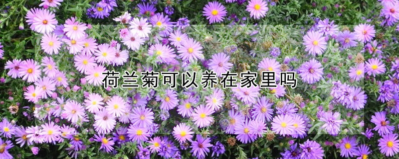 荷兰菊可以养在家里吗(荷兰菊好养活吗)