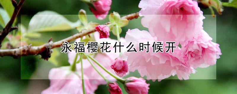 永福樱花什么时候开（现在永福樱花开了吗）