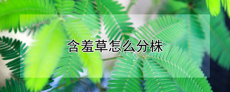 含羞草怎么分株（含羞草如何分株）