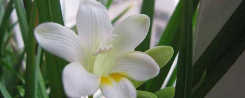 香雪兰的花语(香雪兰的花语和象征)