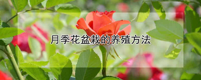 月季花盆栽的养殖方法（大花月季花盆栽的养殖方法）