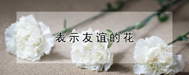 表示友谊的花（表示友谊的花语）