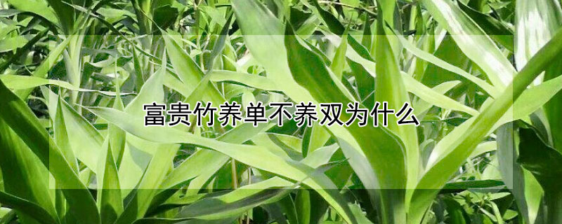 富贵竹养单不养双为什么（富贵竹是不是不能养双数）