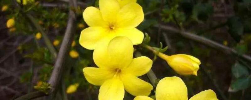 金钟花花语（金钟花花语我的爱比你深）