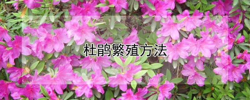杜鹃繁殖方法（杜鹃繁殖方法视频）