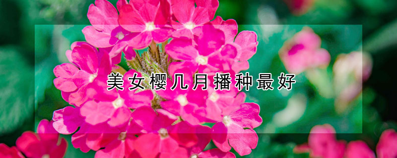 美女樱几月播种最好（美女樱适合什么季节种）